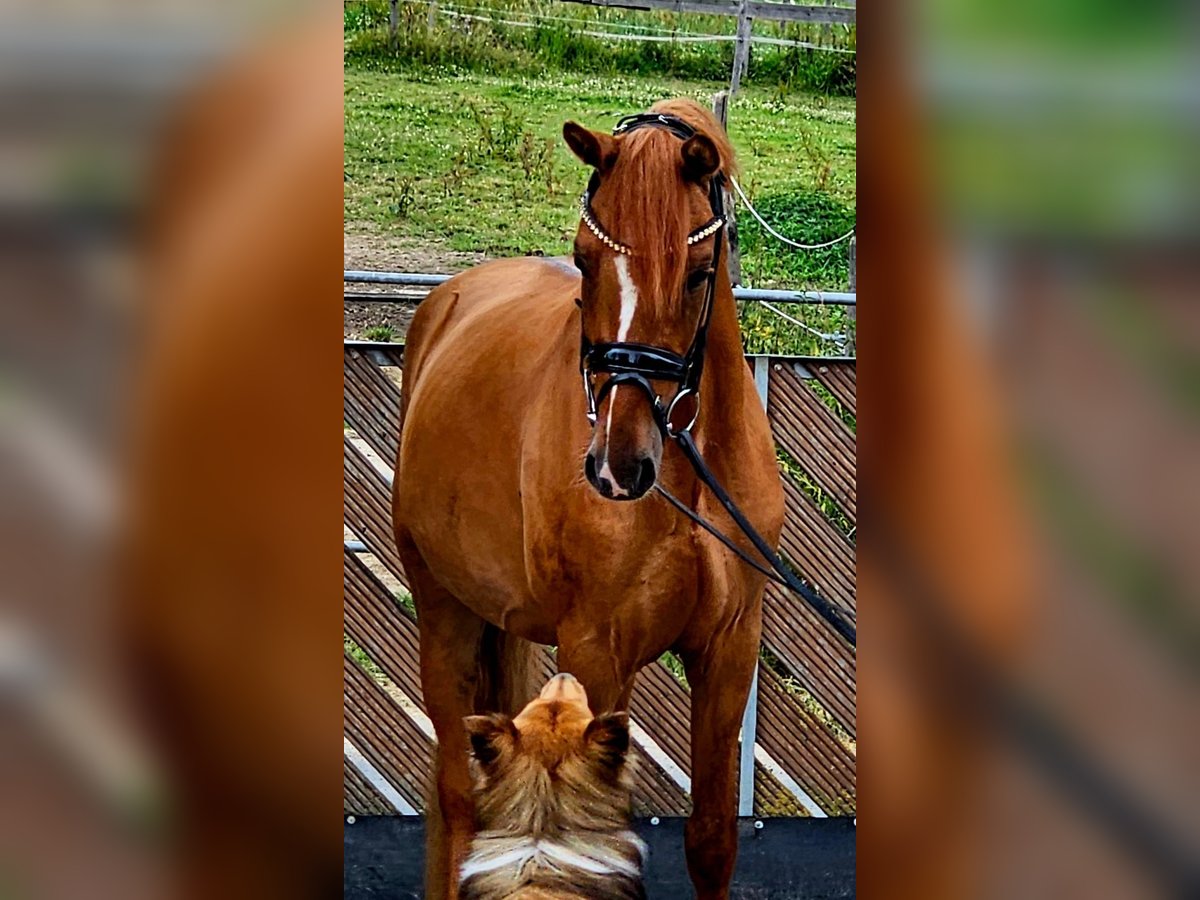 Pony tedesco Castrone 3 Anni 145 cm Red dun in Ruppichteroth