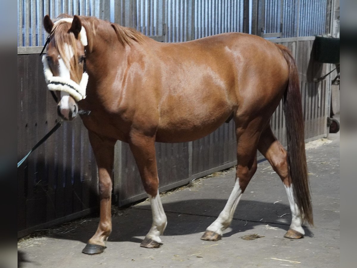 Pony tedesco Castrone 3 Anni 145 cm Sauro in Treuenbrietzen