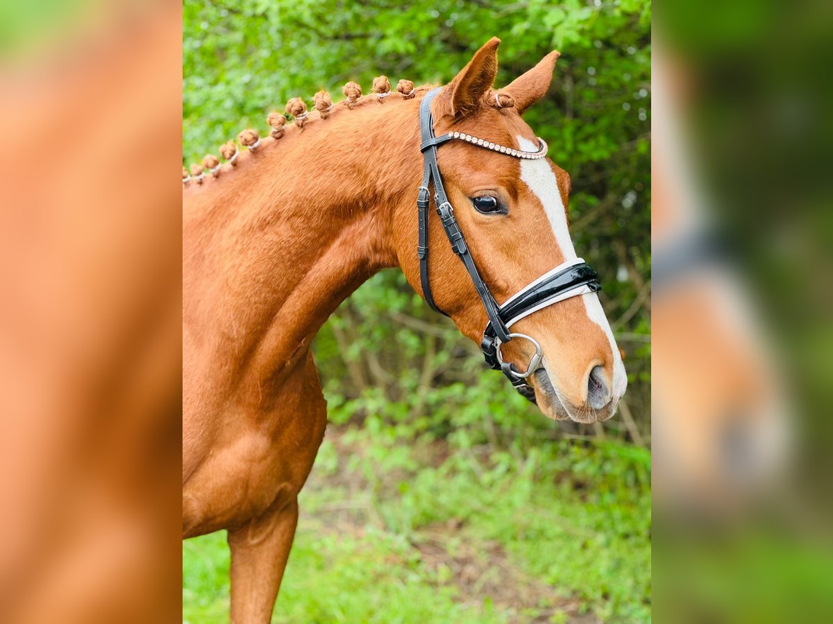 Pony tedesco Castrone 3 Anni 146 cm Sauro in Flechtingen