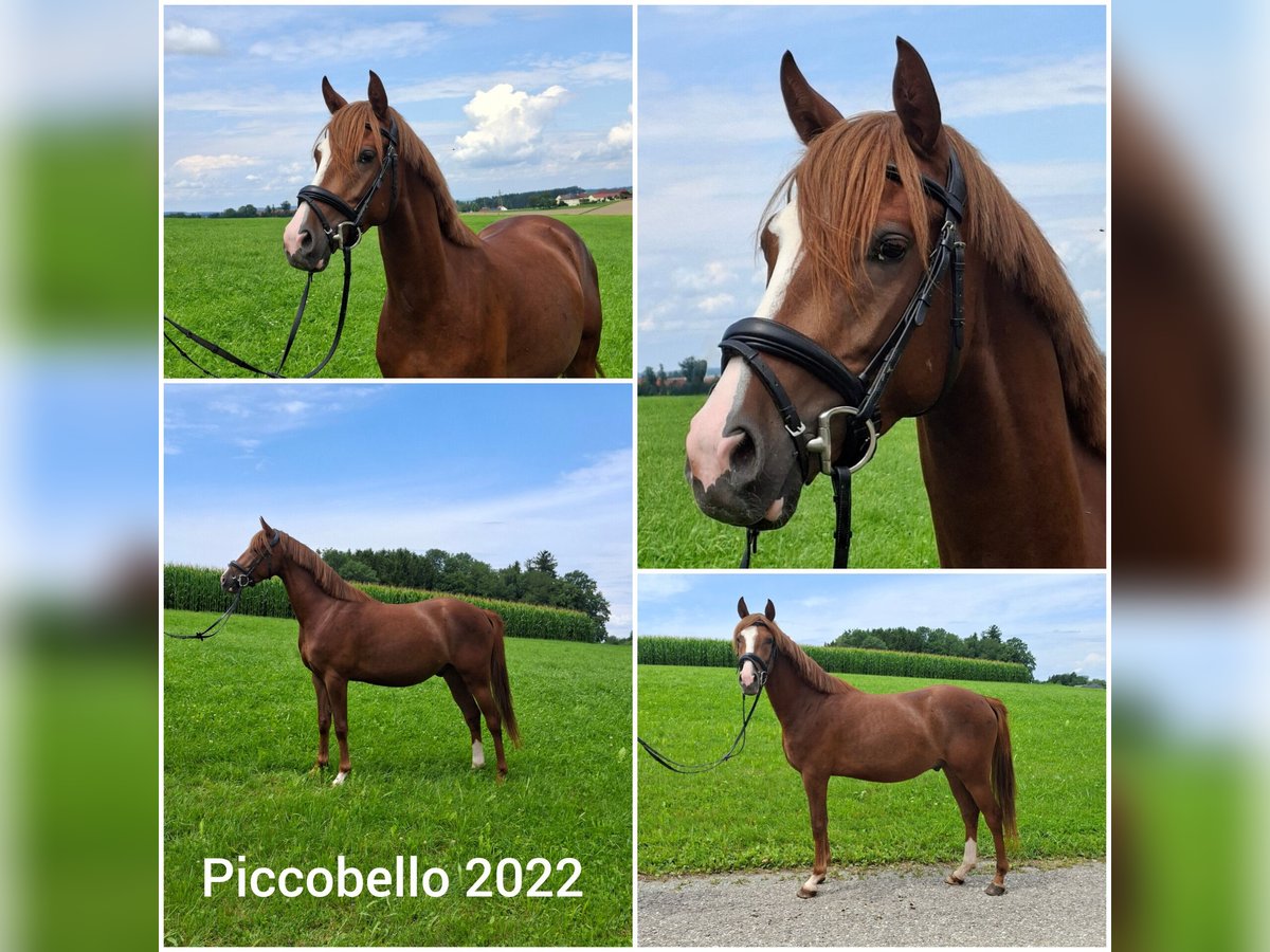 Pony tedesco Castrone 3 Anni 146 cm Sauro scuro in Eberschwang