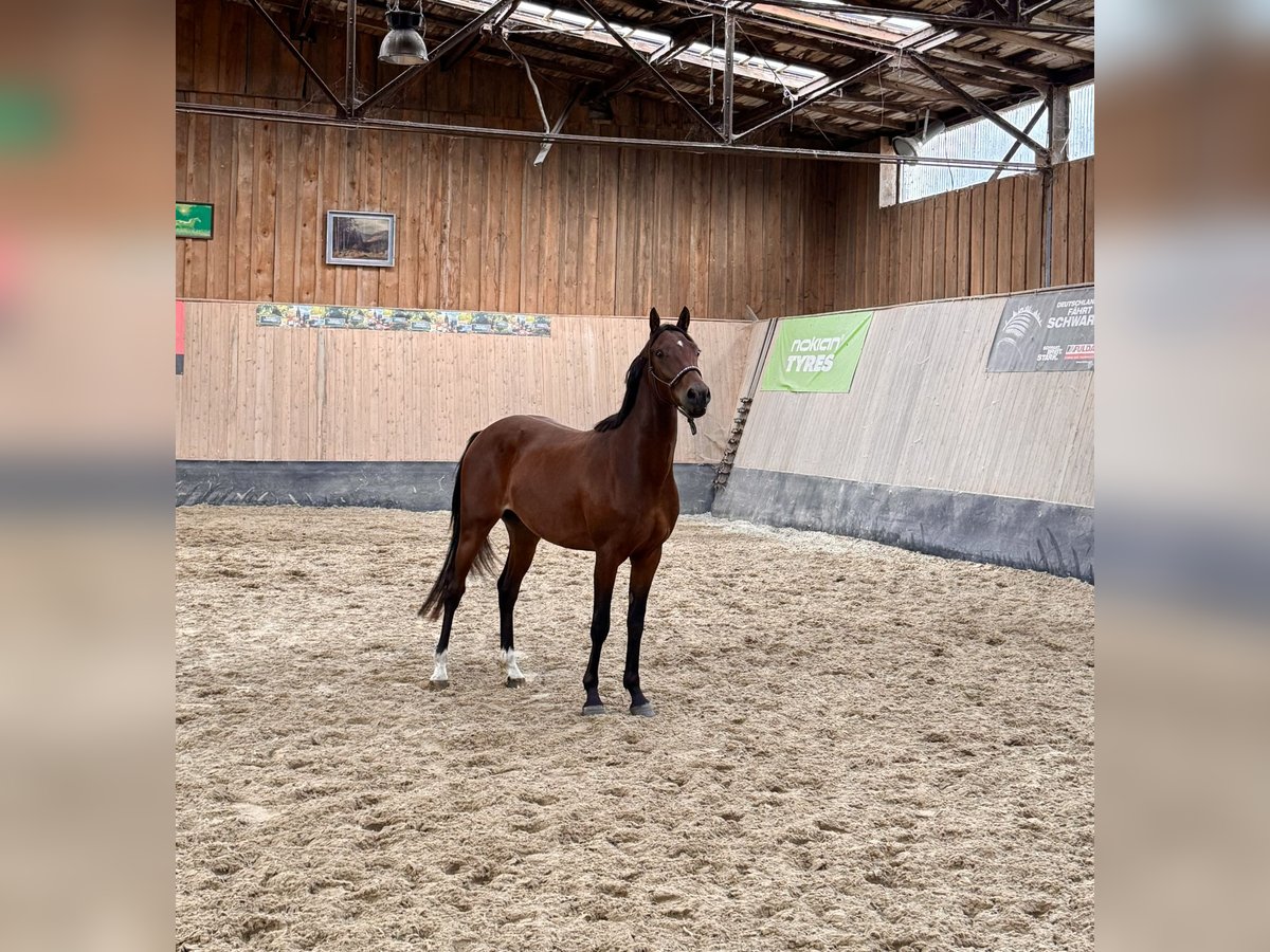 Pony tedesco Castrone 3 Anni 147 cm Baio in Wegeleben