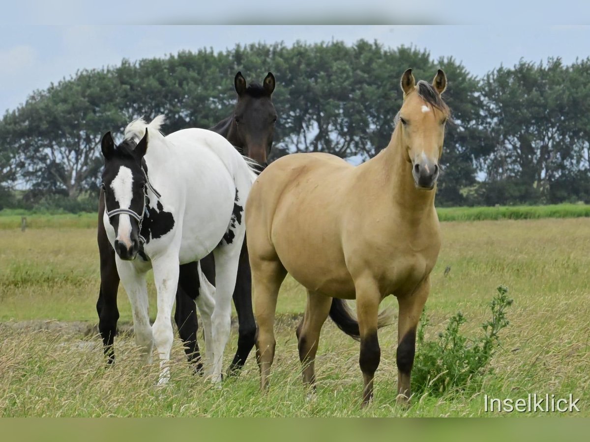 Pony tedesco Castrone 3 Anni 149 cm Pelle di daino in Alkersum