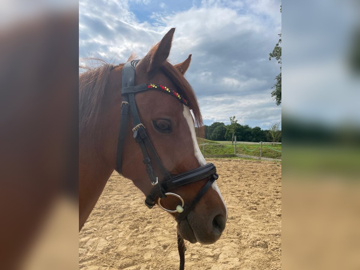 Pony tedesco Castrone 4 Anni 136 cm Sauro in G&#xF6;rmin