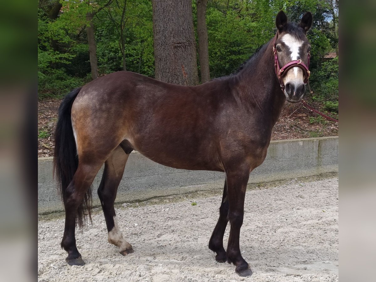 Pony tedesco Castrone 4 Anni 143 cm Pelle di daino in Wehrbleck