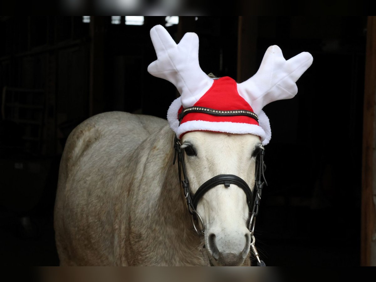 Pony tedesco Castrone 4 Anni 144 cm Grigio in Buchen (Odenwald)