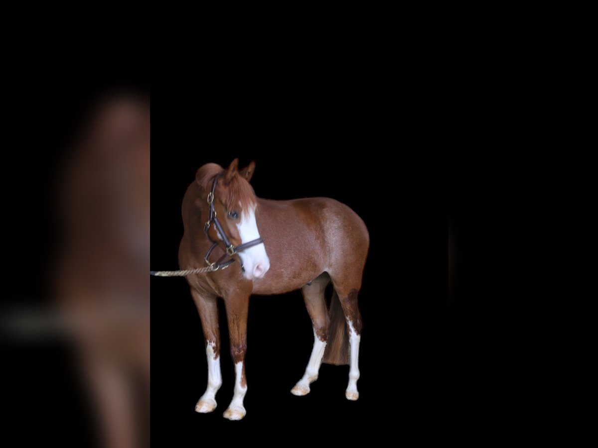 Pony tedesco Castrone 4 Anni 145 cm Sauro in Kastl
