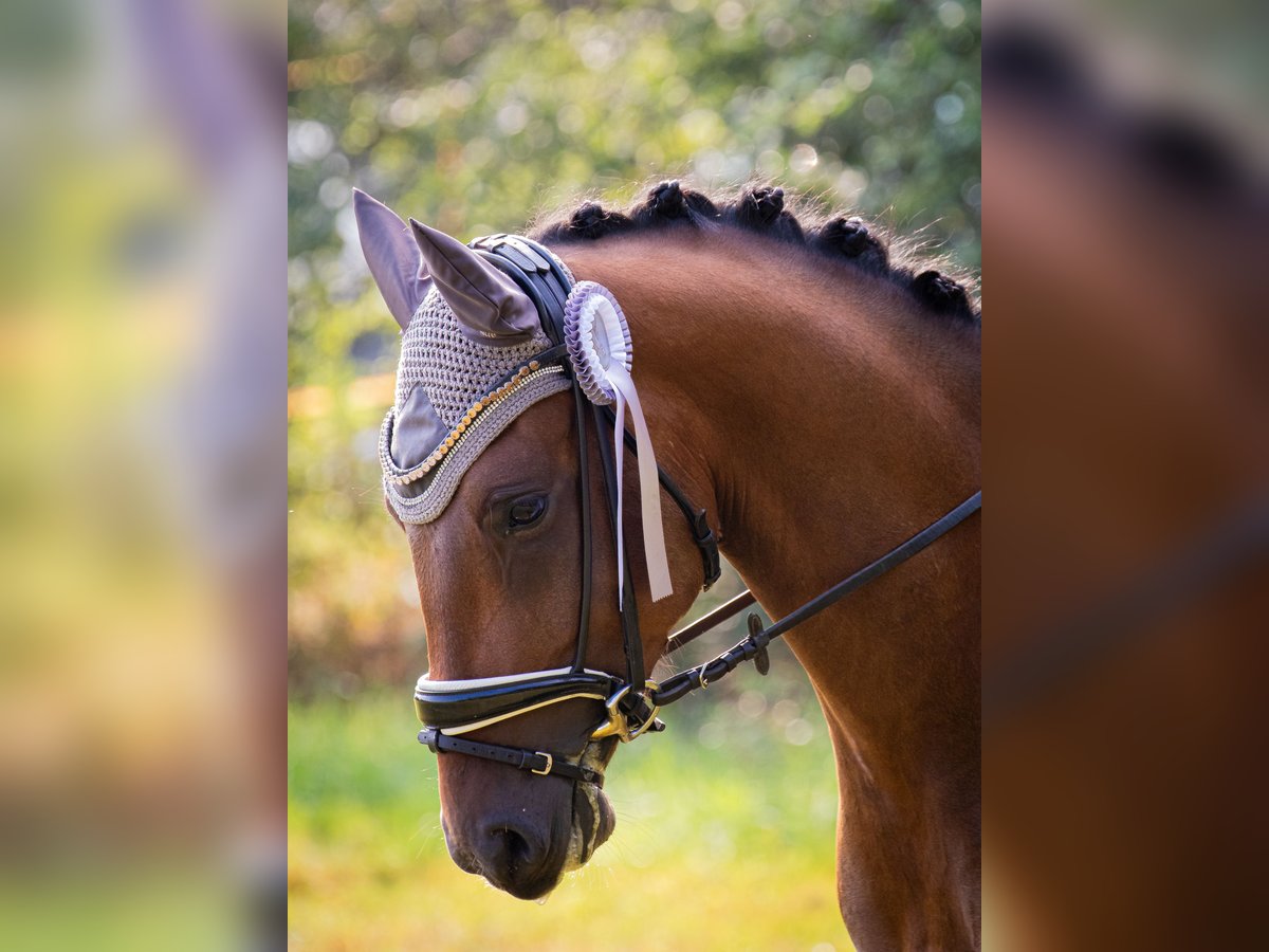 Pony tedesco Castrone 4 Anni 146 cm Baio in Klingenberg