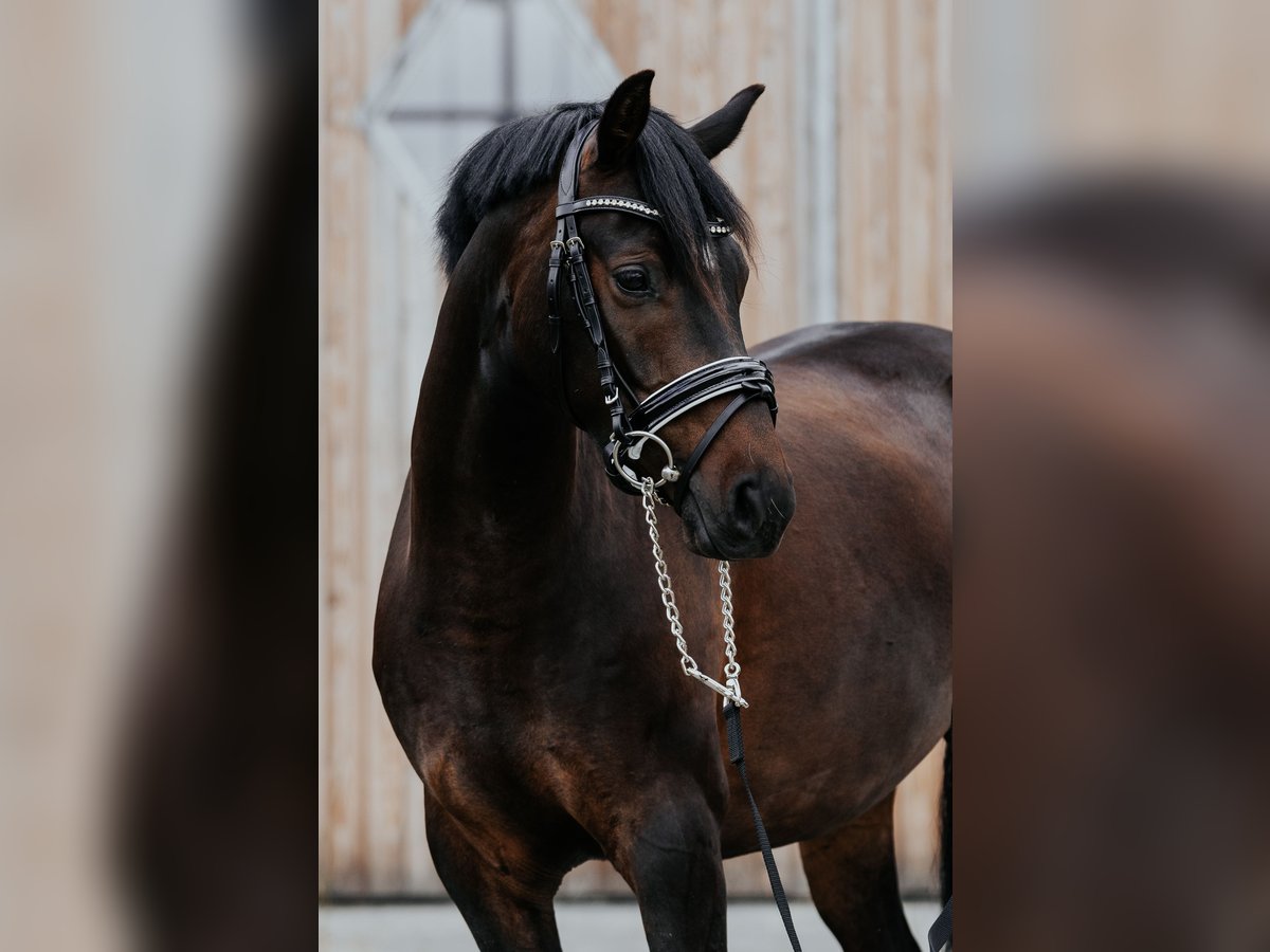 Pony tedesco Castrone 4 Anni 146 cm Baio scuro in Löwenberger Land