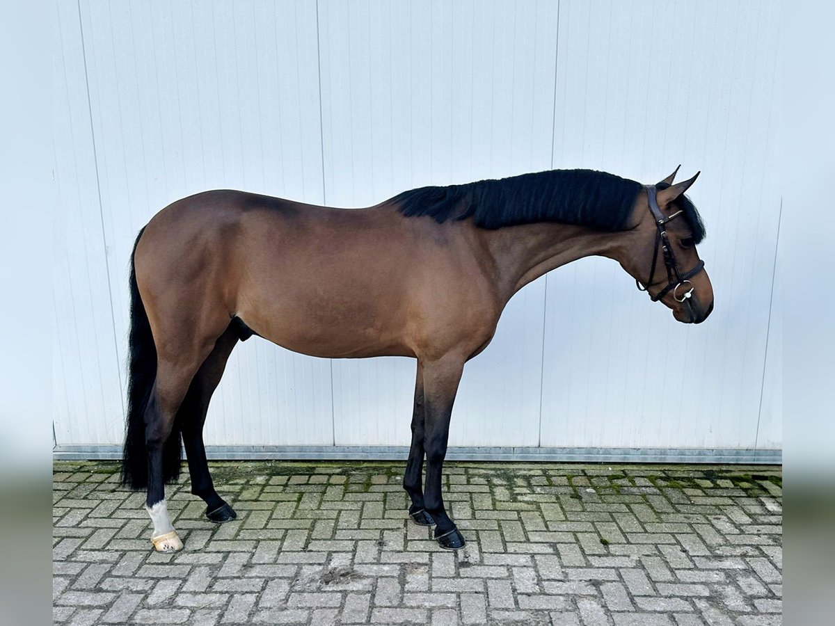 Pony tedesco Castrone 4 Anni 146 cm Baio scuro in Deurne
