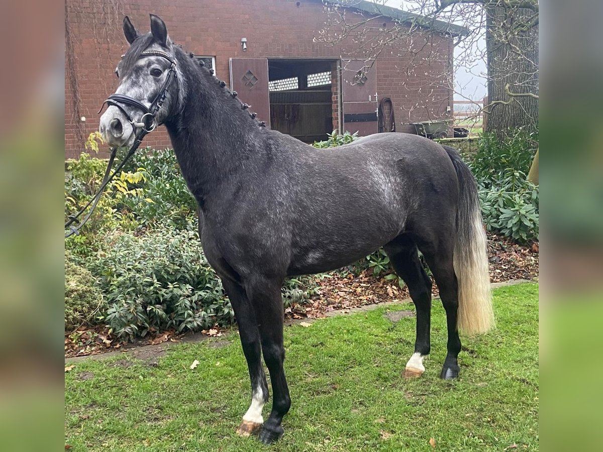 Pony tedesco Castrone 4 Anni 146 cm Grigio ferro in Hopsten