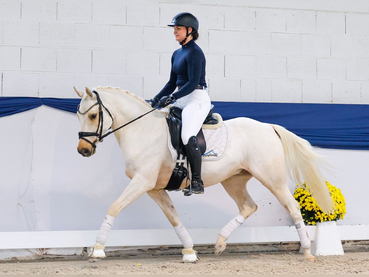 Pony tedesco Castrone 4 Anni 146 cm Palomino in Marsberg