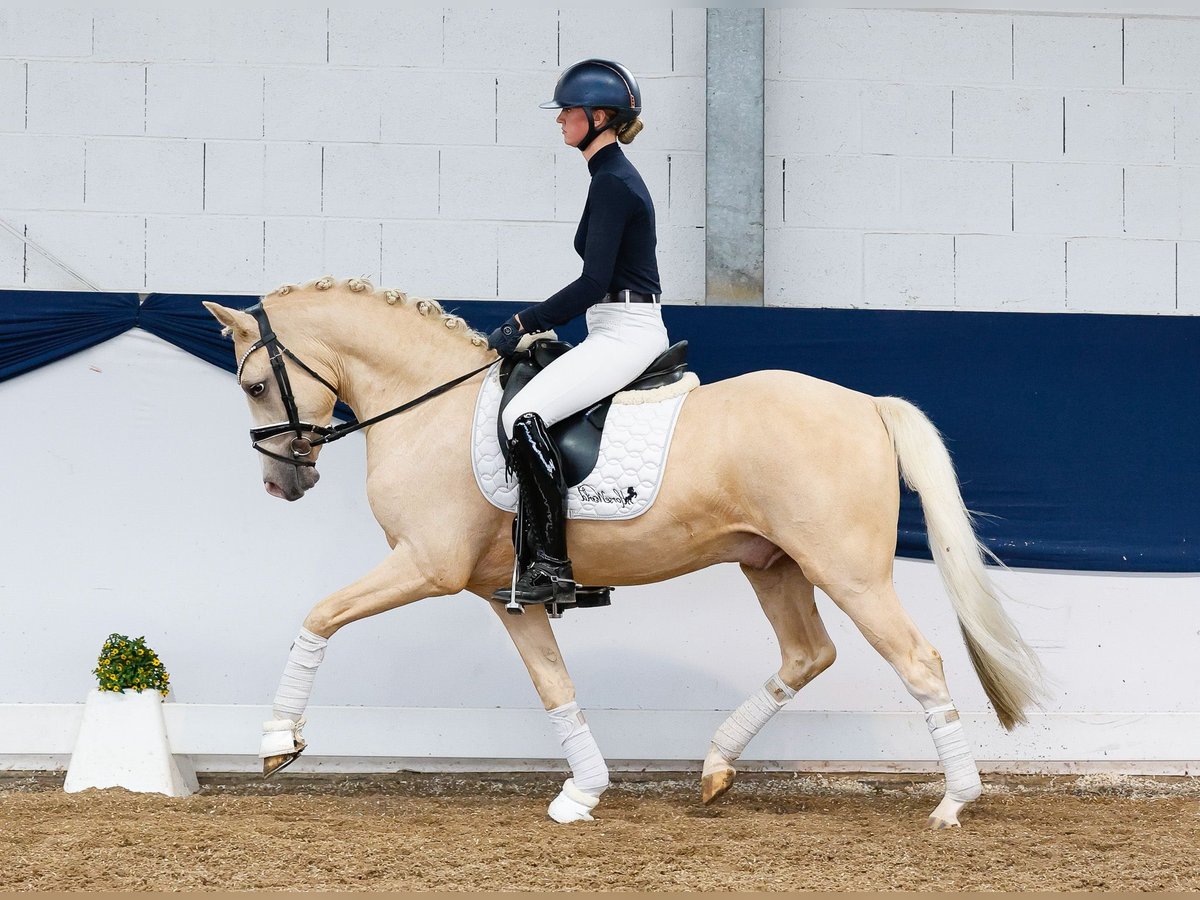 Pony tedesco Castrone 4 Anni 146 cm Palomino in Marsberg
