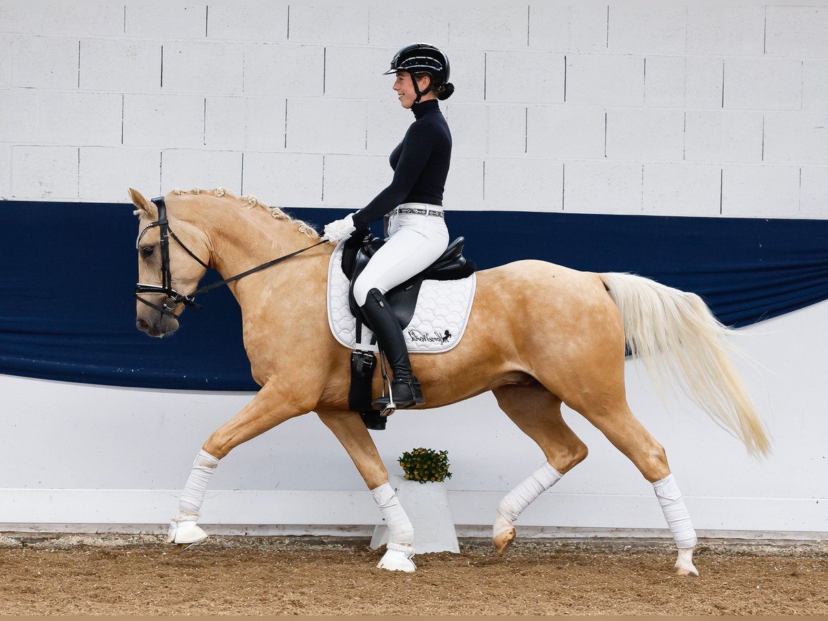 Pony tedesco Castrone 4 Anni 146 cm Palomino in Marsberg