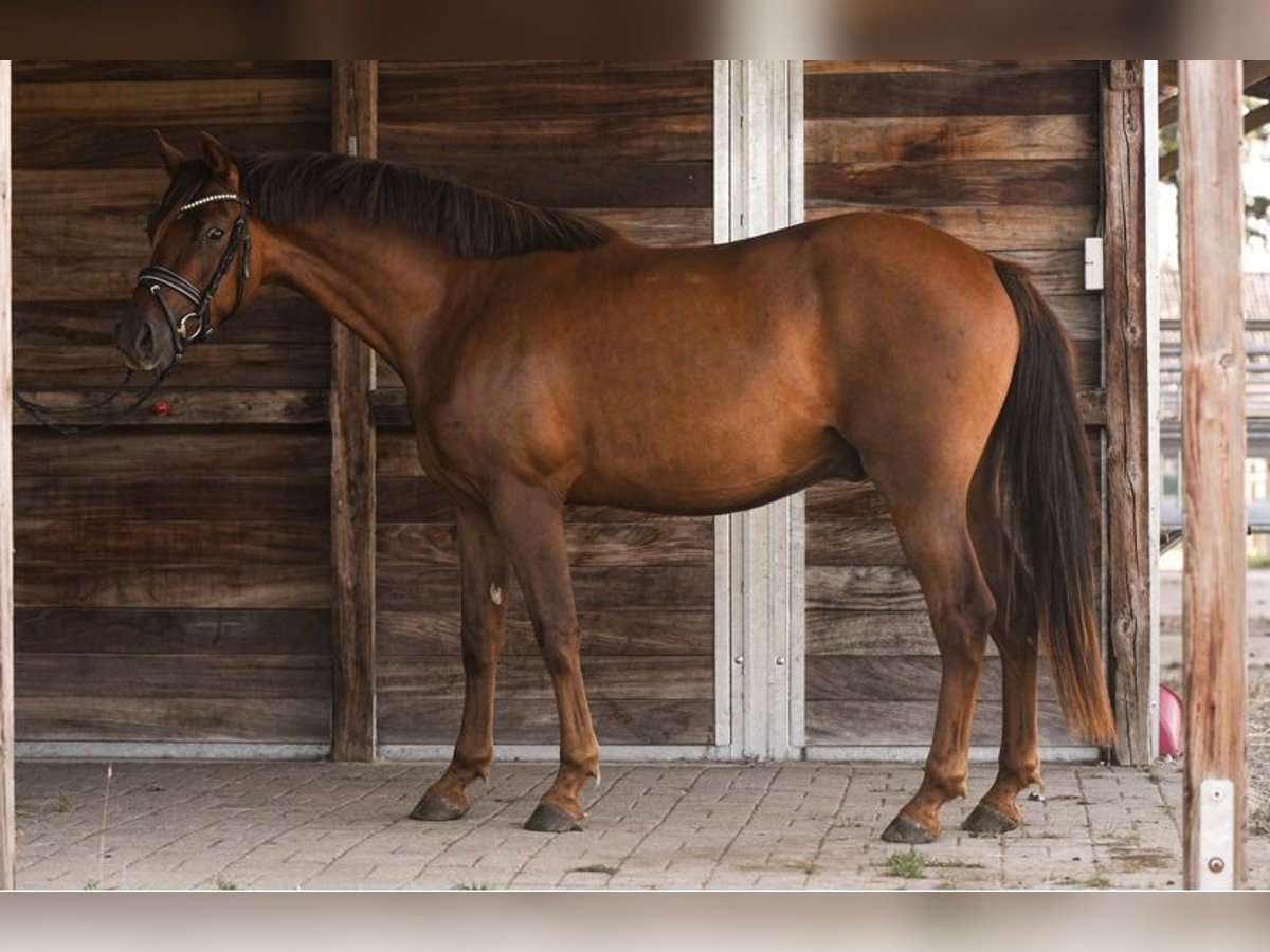 Pony tedesco Castrone 4 Anni 146 cm Sauro scuro in Heemsen