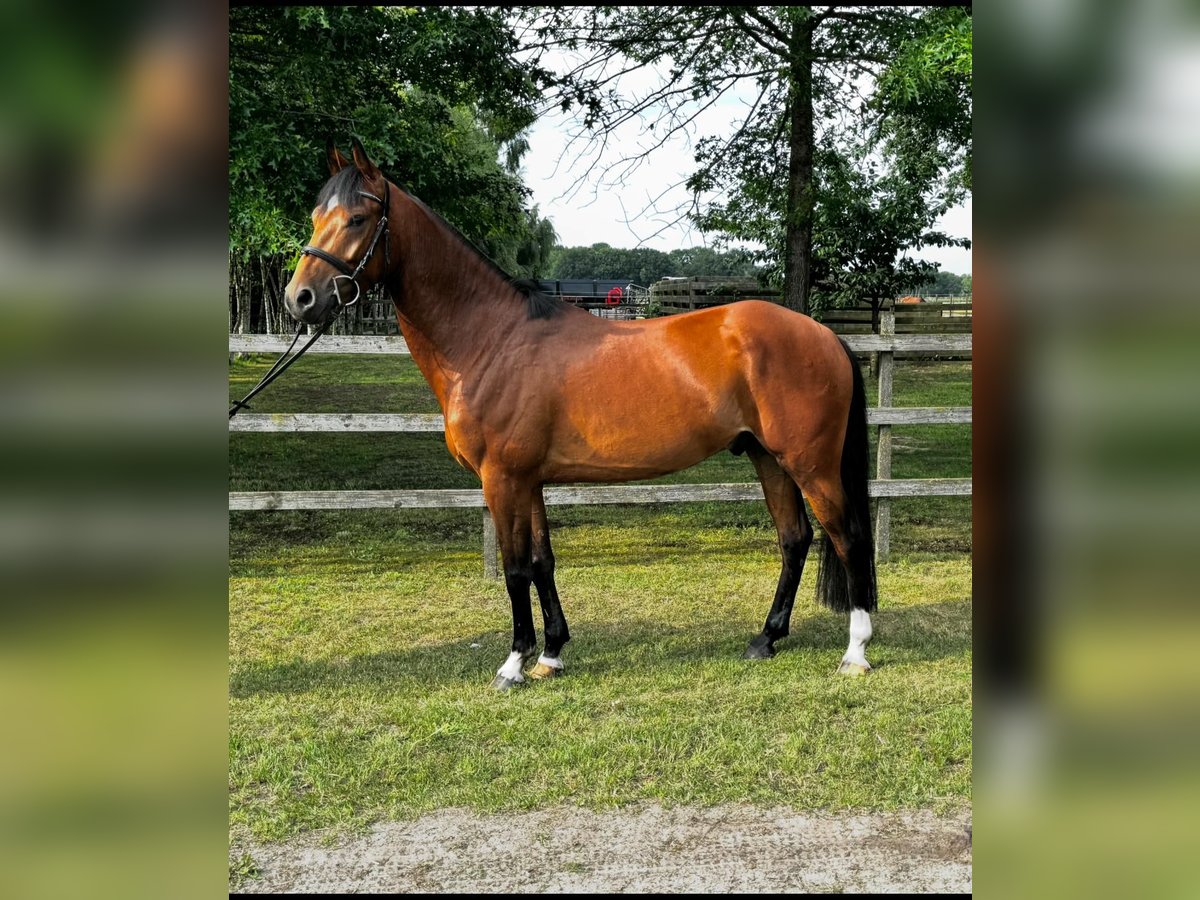 Pony tedesco Castrone 4 Anni 147 cm Baio in Nordhorn