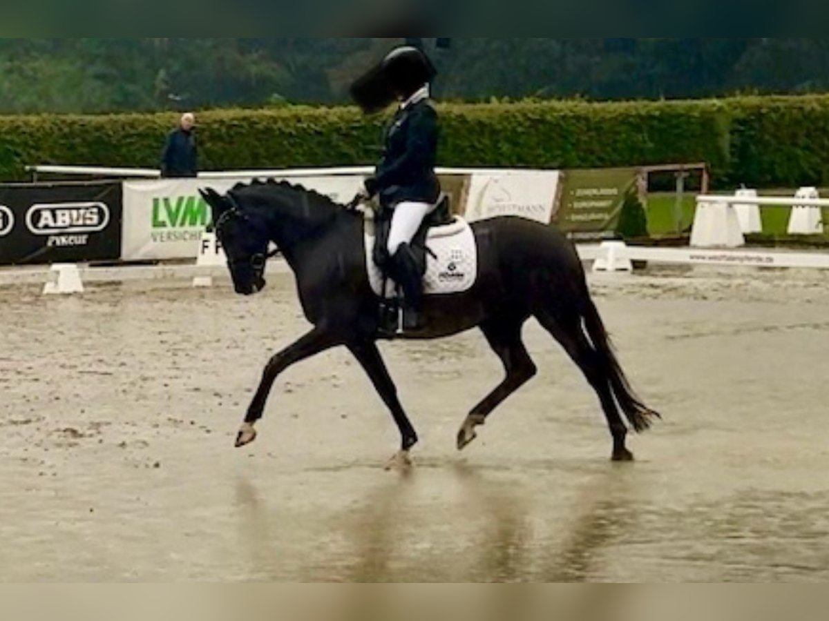 Pony tedesco Castrone 4 Anni 147 cm Baio nero in Dortmund