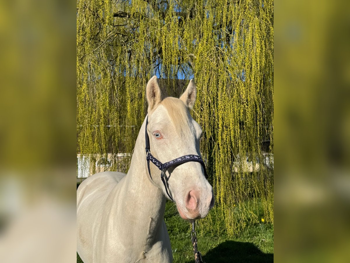 Pony tedesco Castrone 4 Anni 148 cm Cremello in Weilheim in Oberbayern