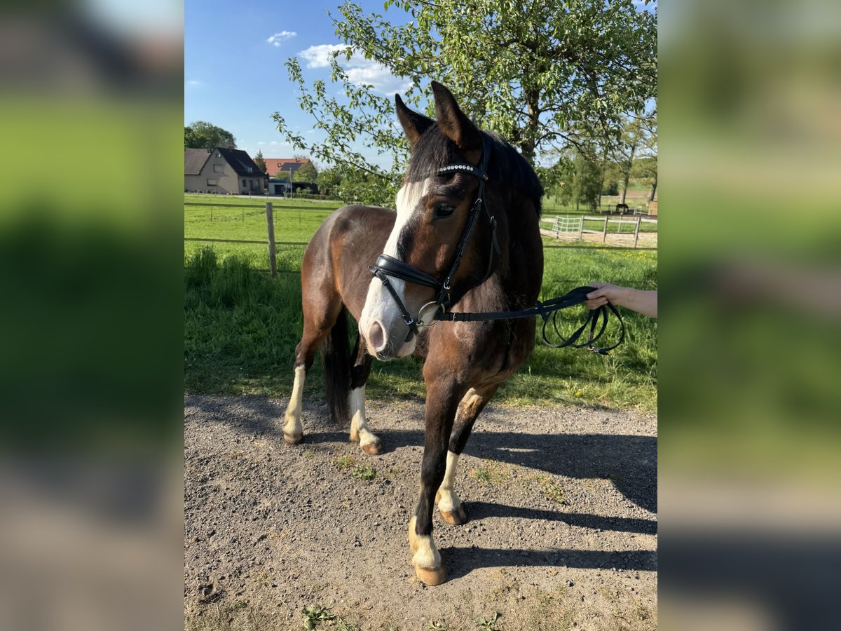 Pony tedesco Mix Castrone 4 Anni 153 cm Baio in Bissendorf