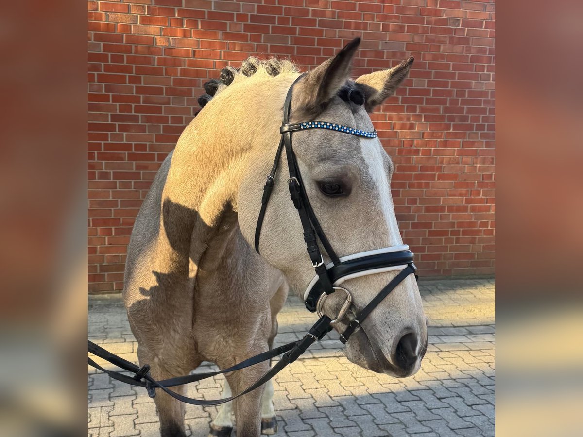 Pony tedesco Castrone 4 Anni 153 cm Falbo baio in M&#xFC;nster
