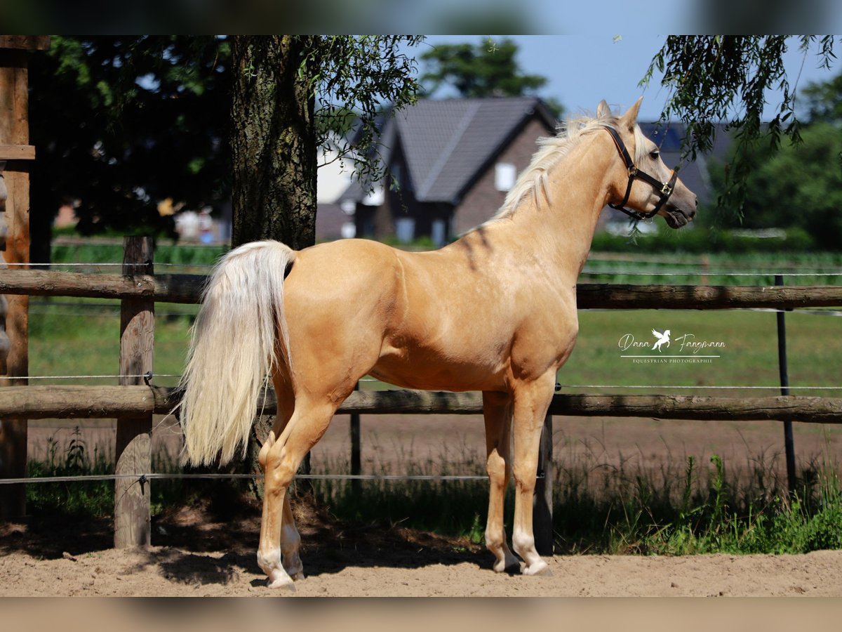 Pony tedesco Castrone 4 Anni 155 cm Palomino in Neuenkirchen-Vörden