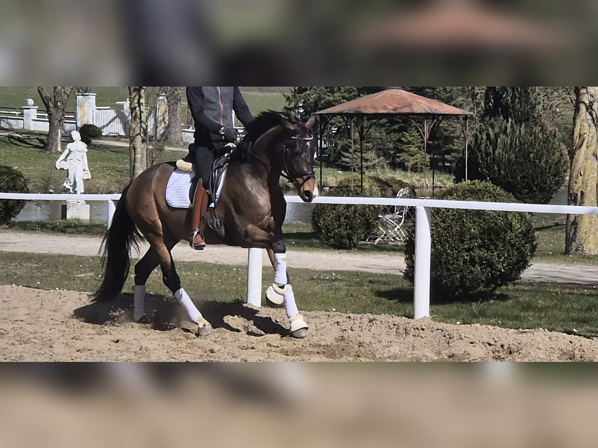 Pony tedesco Castrone 4 Anni 156 cm Baio in Sch&#xF6;nhorst