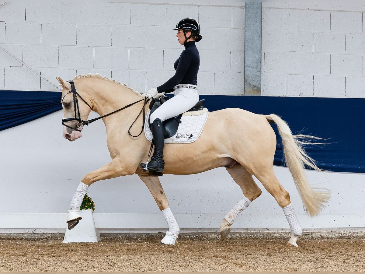 Pony tedesco Castrone 4 Anni 156 cm Palomino in Marsberg