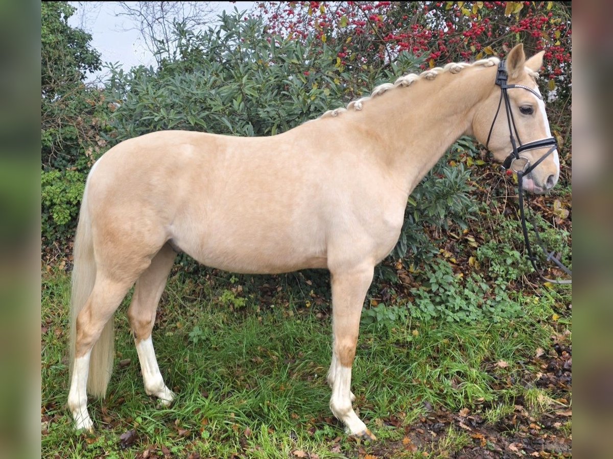 Pony tedesco Castrone 4 Anni Palomino in Nortrup