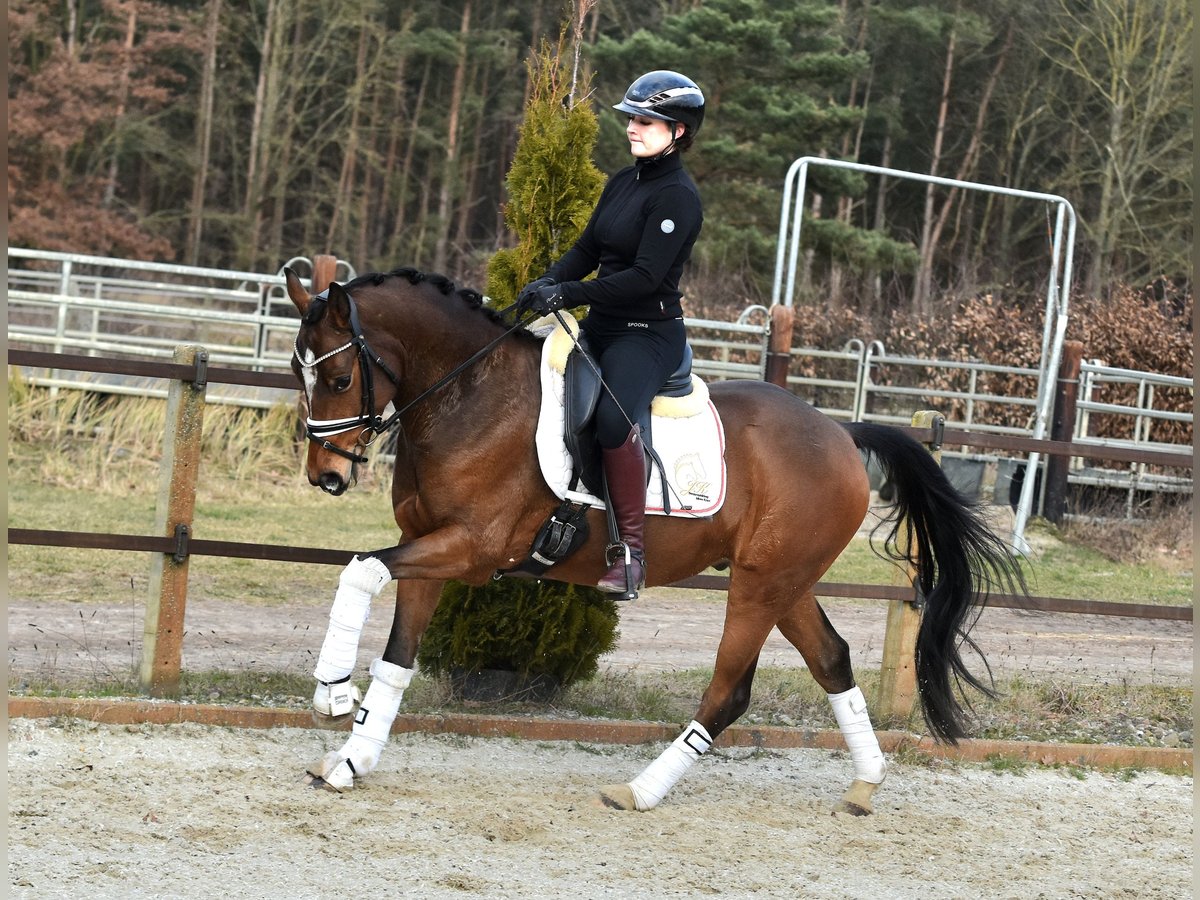 Pony tedesco Castrone 5 Anni 146 cm Baio in Klötze