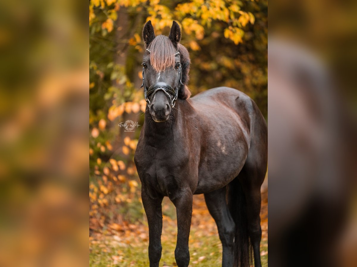 Pony tedesco Castrone 5 Anni 146 cm Morello in Schwerte