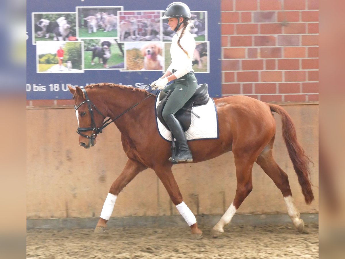 Pony tedesco Castrone 5 Anni 146 cm Sauro in Dorsten