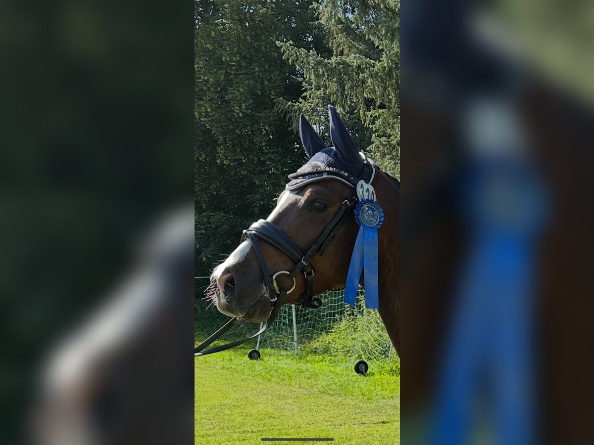 Pony tedesco Castrone 5 Anni 147 cm Baio scuro in Vechta