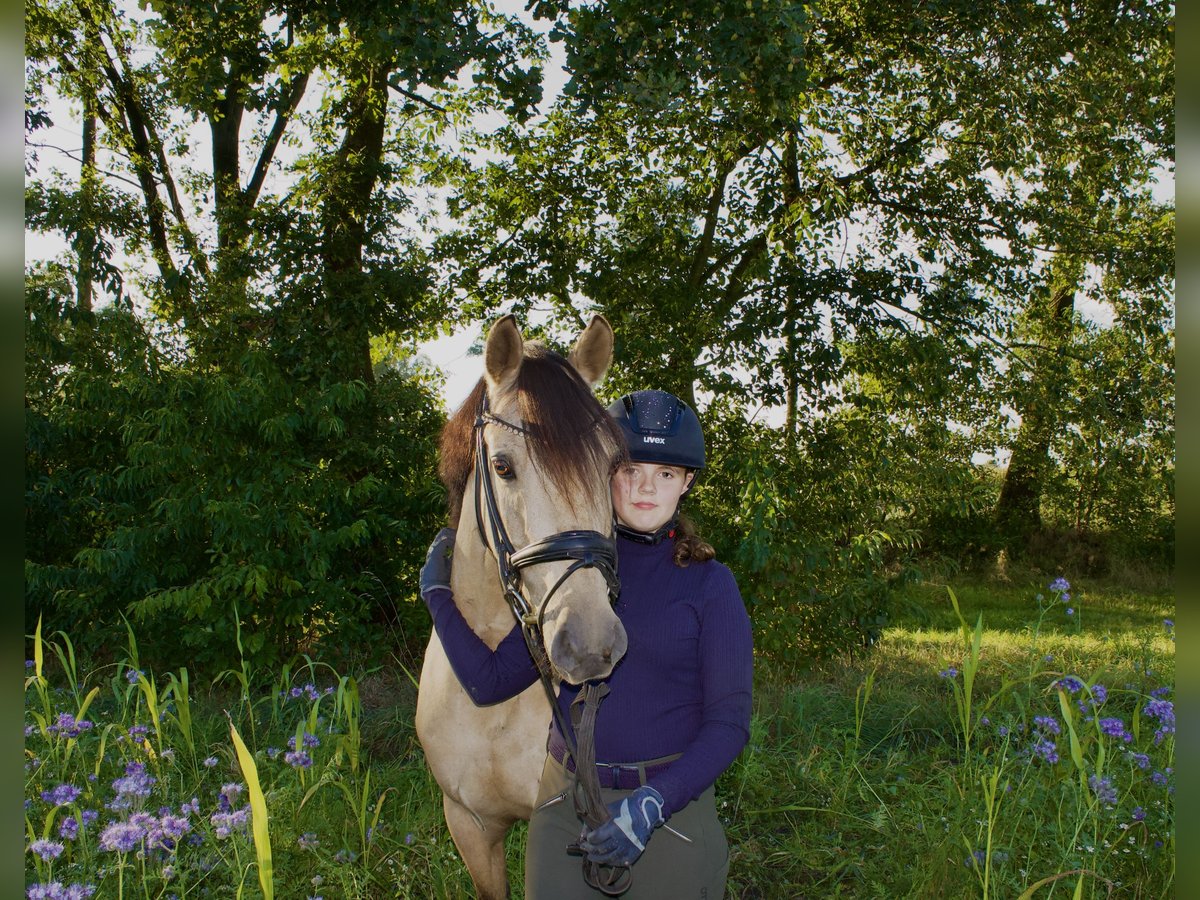 Pony tedesco Castrone 5 Anni 147 cm Falbo in Ehrenburg