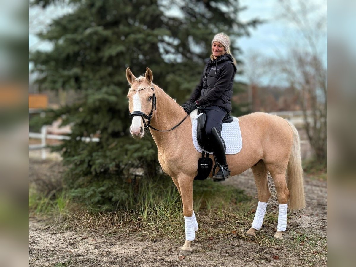 Pony tedesco Castrone 5 Anni 147 cm Palomino in Werder