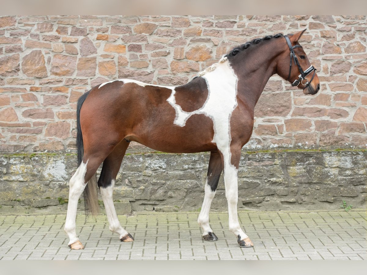 Pony tedesco Castrone 5 Anni 147 cm Pezzato in Osnabrück