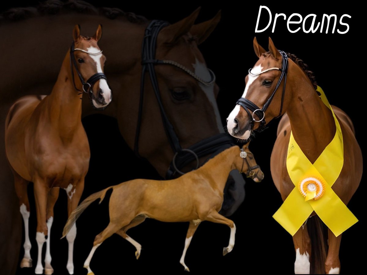 Pony tedesco Castrone 5 Anni 147 cm Sauro scuro in Bassum