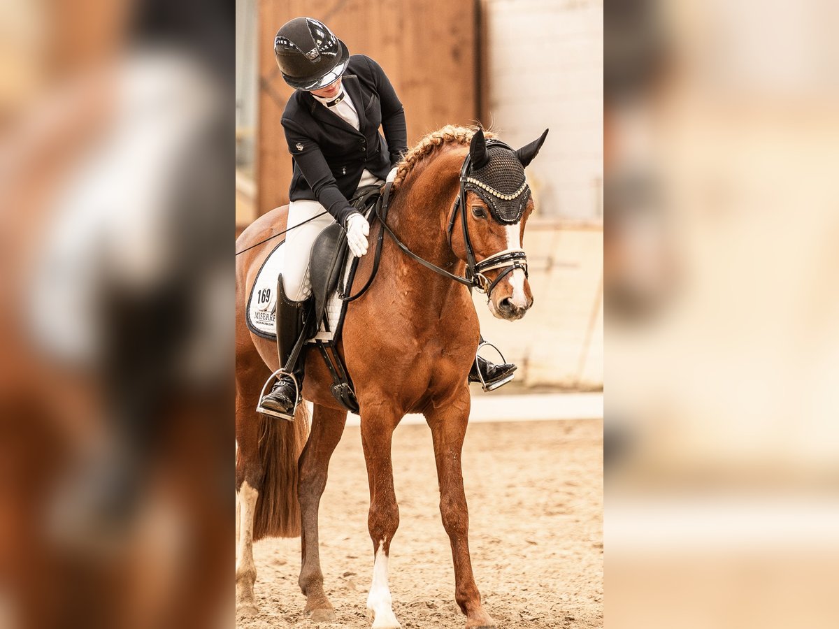 Pony tedesco Castrone 5 Anni 148 cm Sauro in Springe