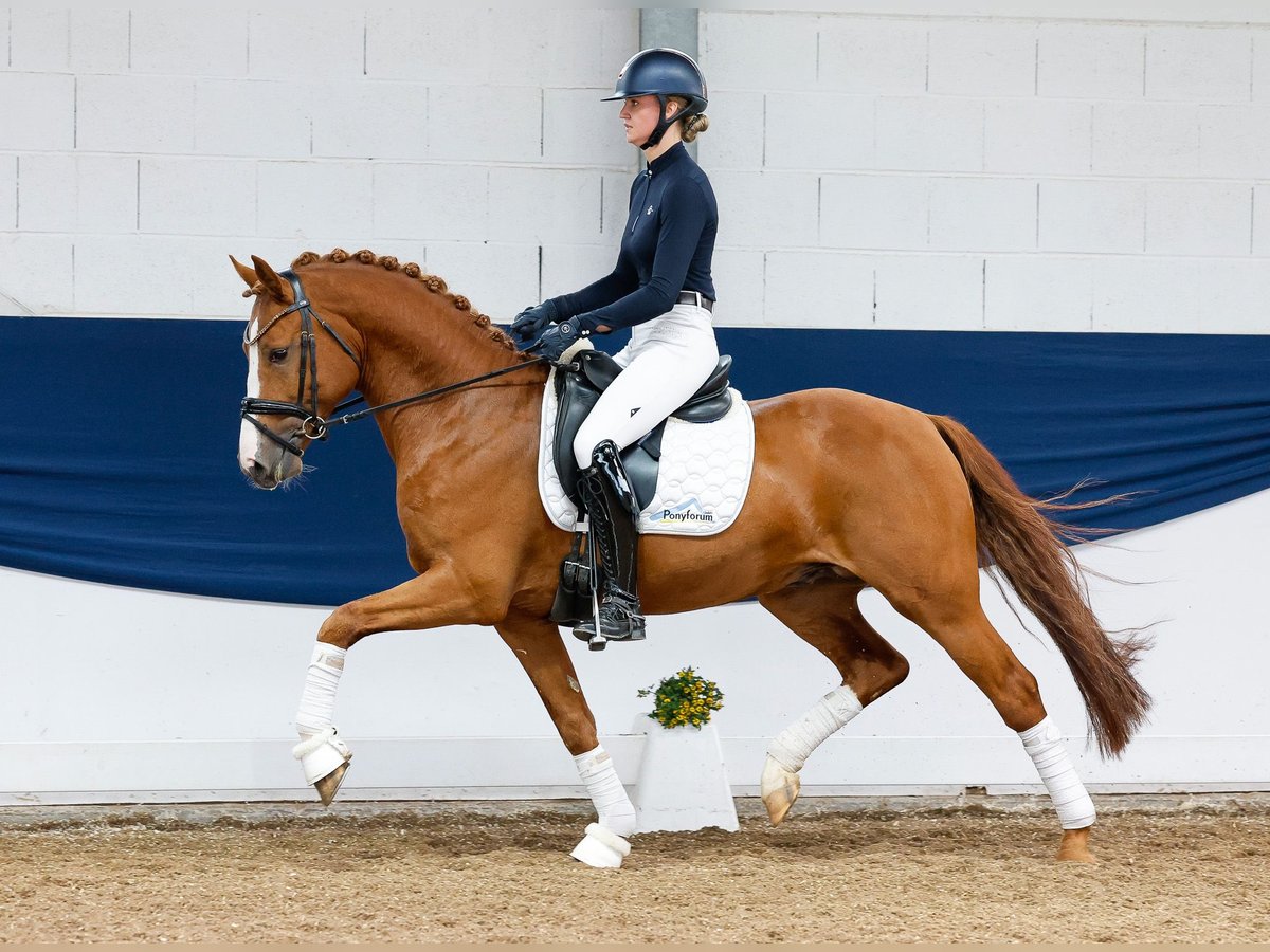Pony tedesco Castrone 5 Anni 152 cm Sauro in Marsberg