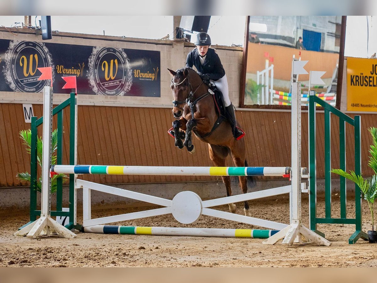 Pony tedesco Castrone 6 Anni 147 cm Baio in Spelle