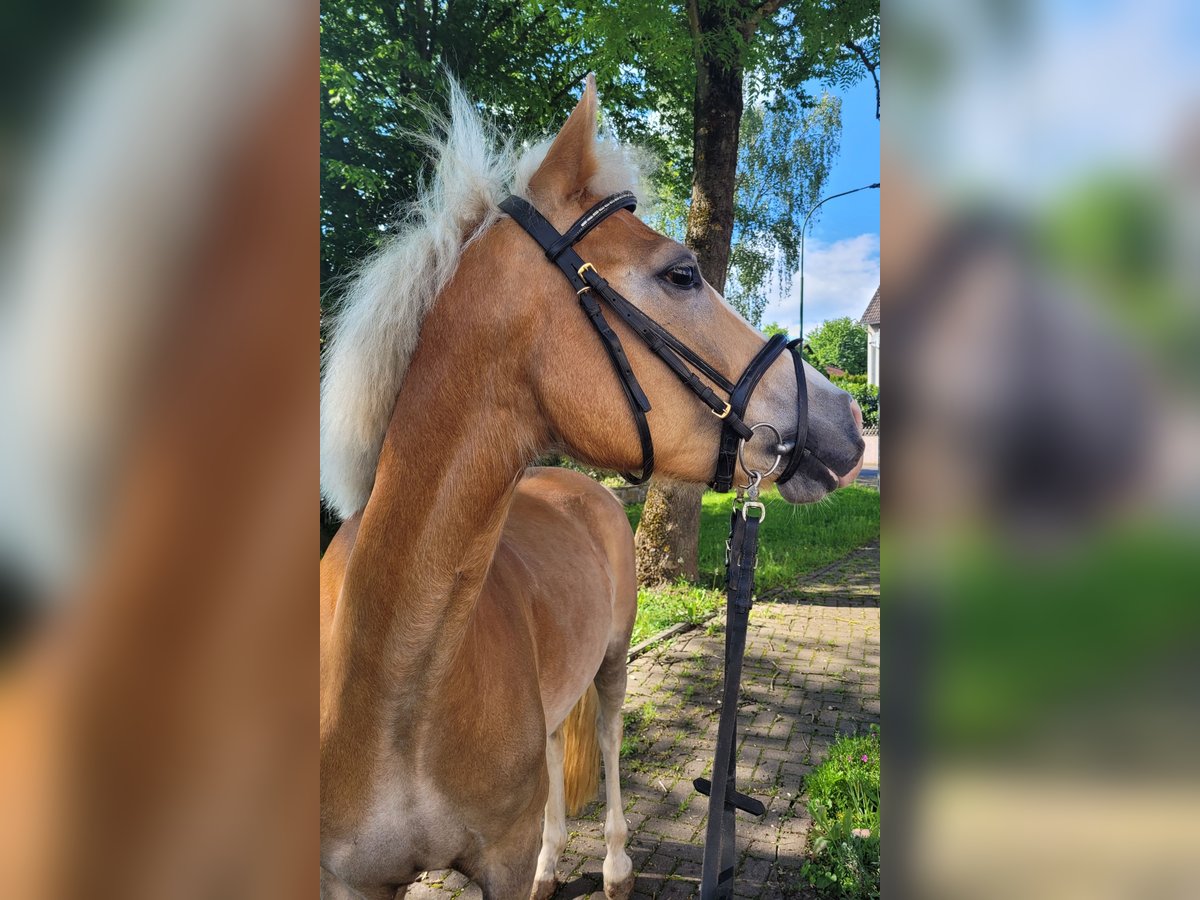 Pony tedesco Mix Castrone 6 Anni 147 cm Sauro in Hünfeld