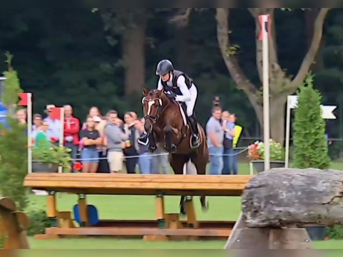 Pony tedesco Castrone 6 Anni 148 cm Baio in Bülstringen