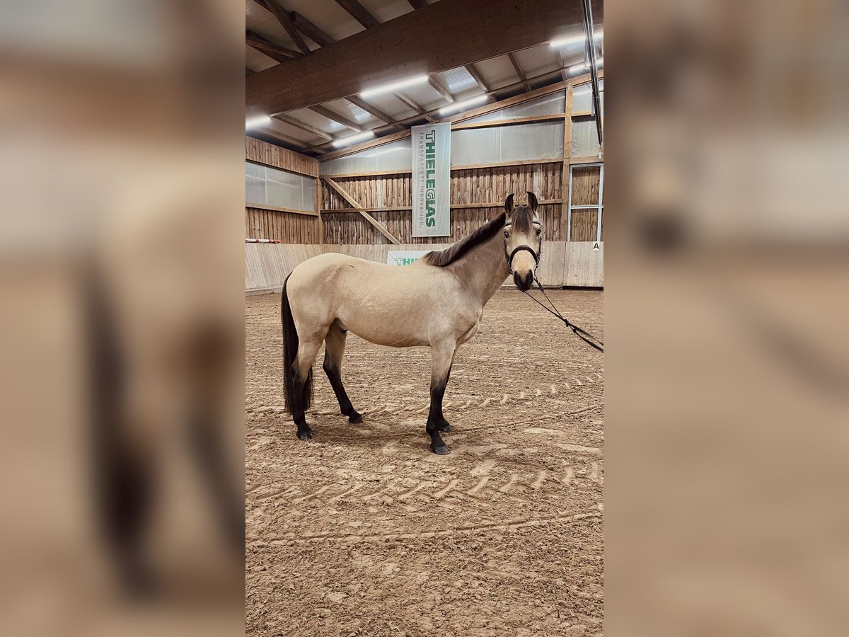 Pony tedesco Castrone 6 Anni 148 cm Pelle di daino in Leipzig