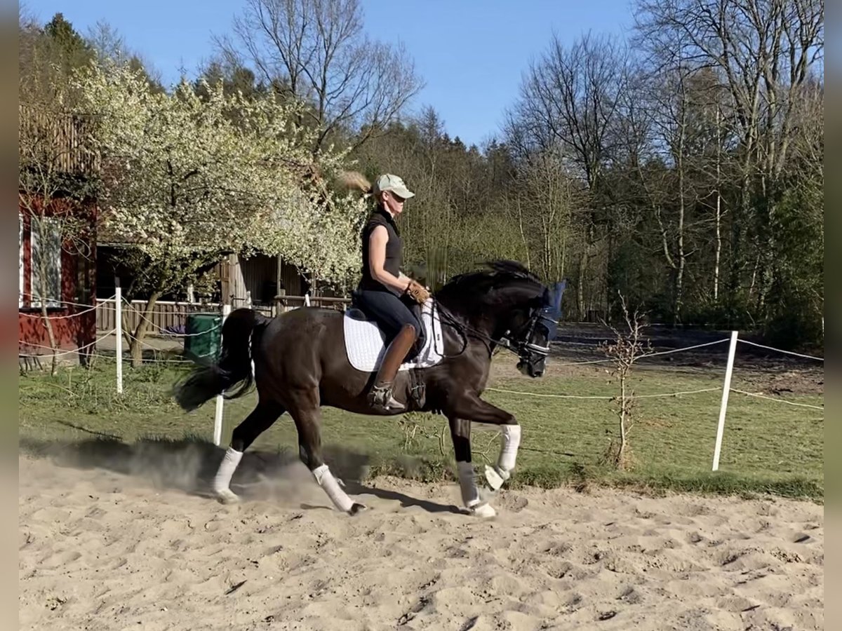 Pony tedesco Castrone 6 Anni 148 cm Sauro scuro in Alfstedt