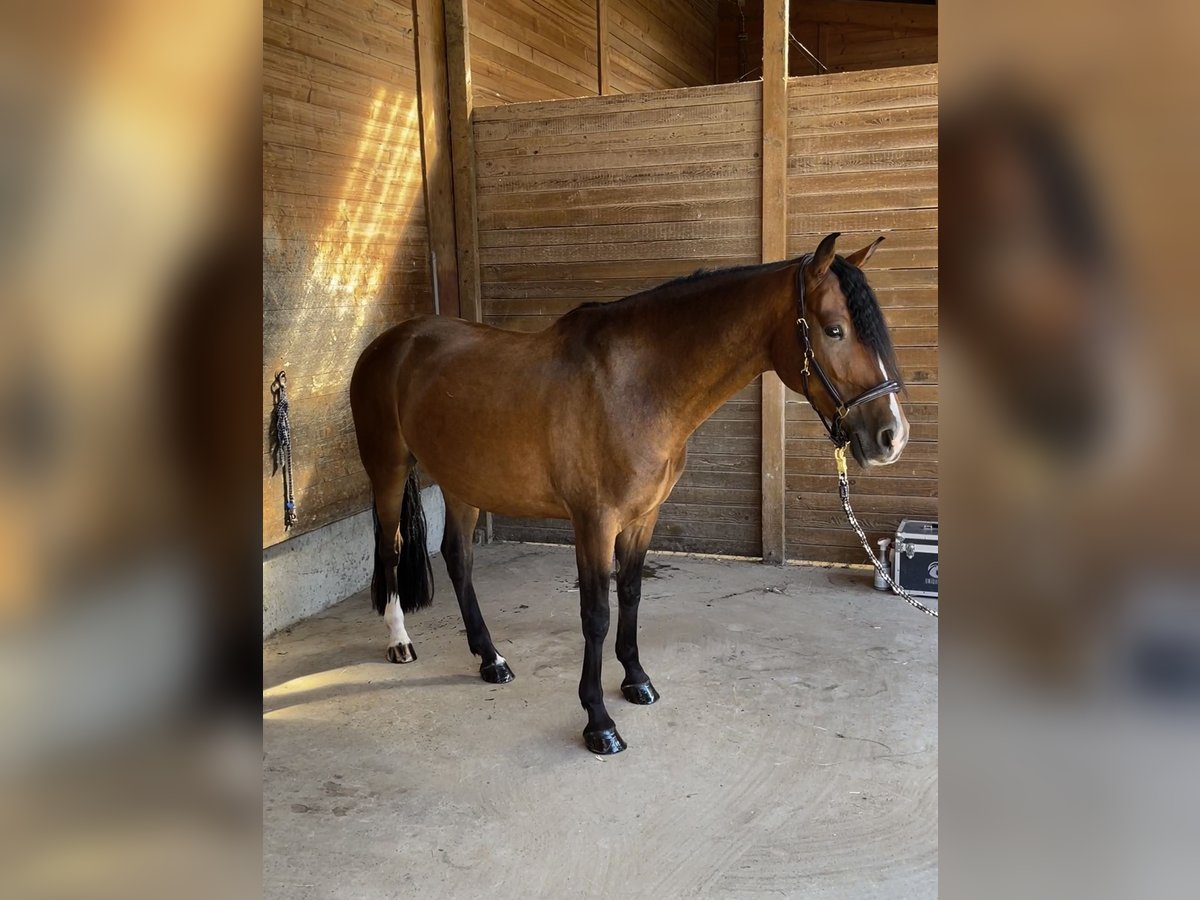 Pony tedesco Castrone 6 Anni 152 cm Baio in Egelsbach