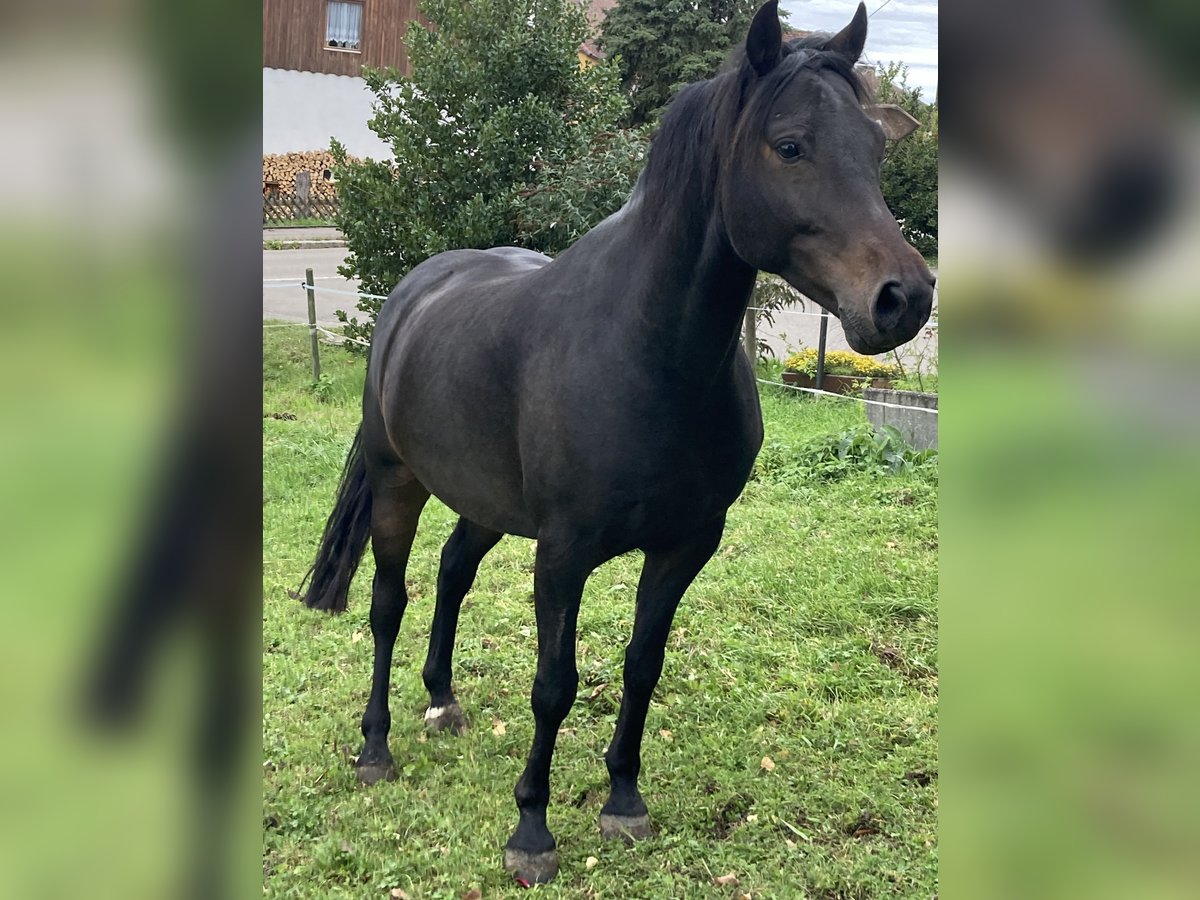 Pony tedesco Castrone 7 Anni 145 cm Baio scuro in Markdorf
