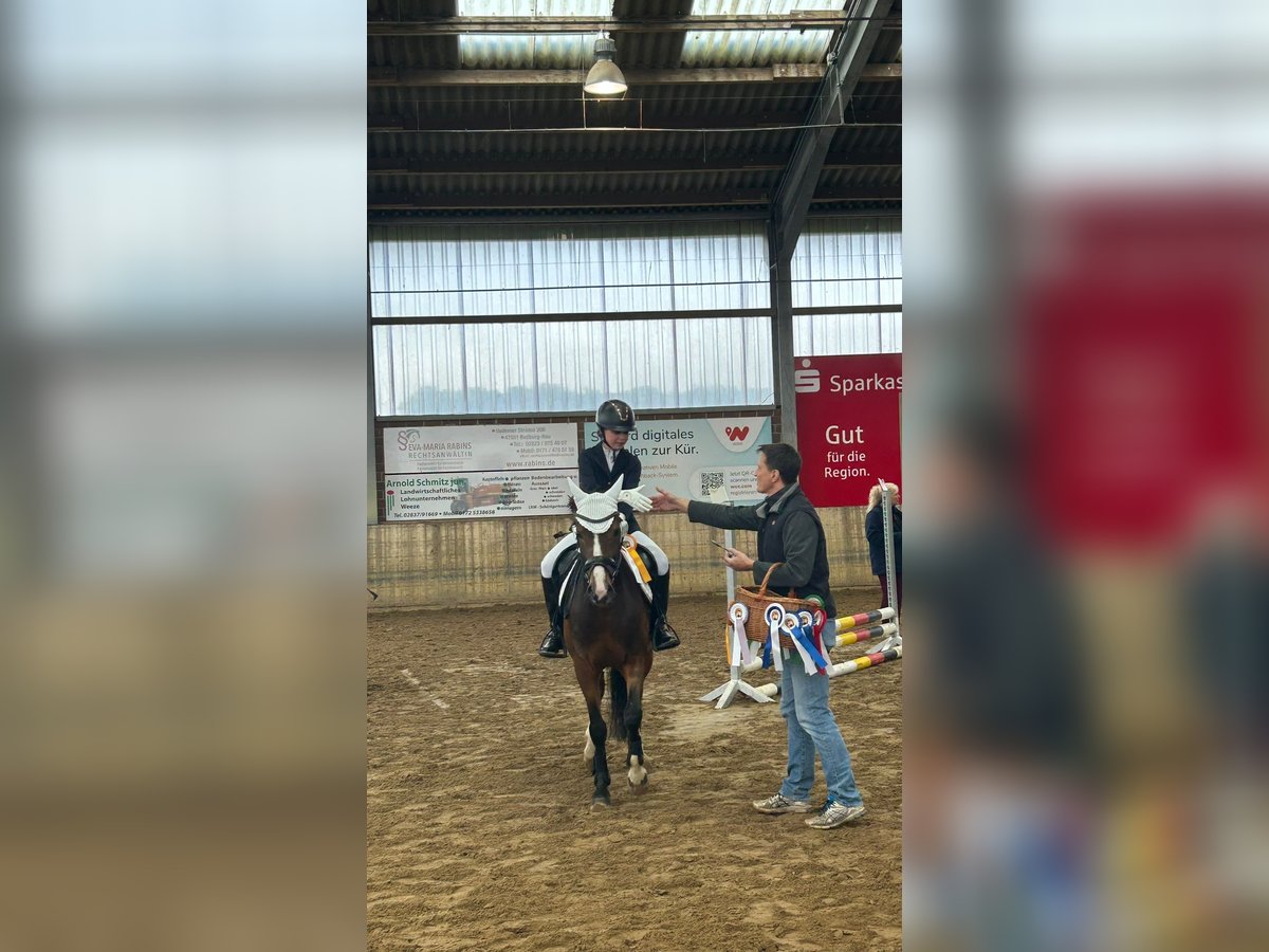 Pony tedesco Castrone 7 Anni 146 cm Baio in Kevelaer