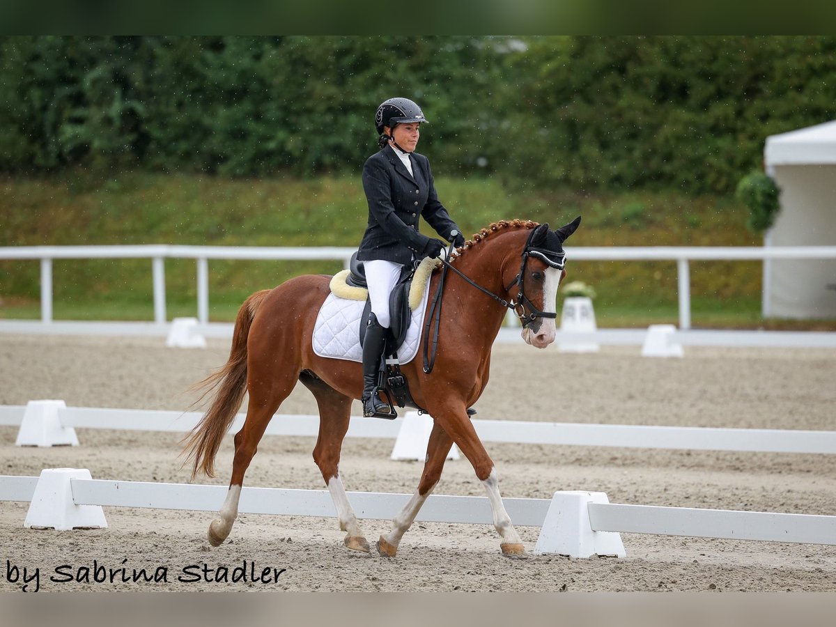 Pony tedesco Castrone 7 Anni 148 cm Sauro in Aesch (Neftenbach)