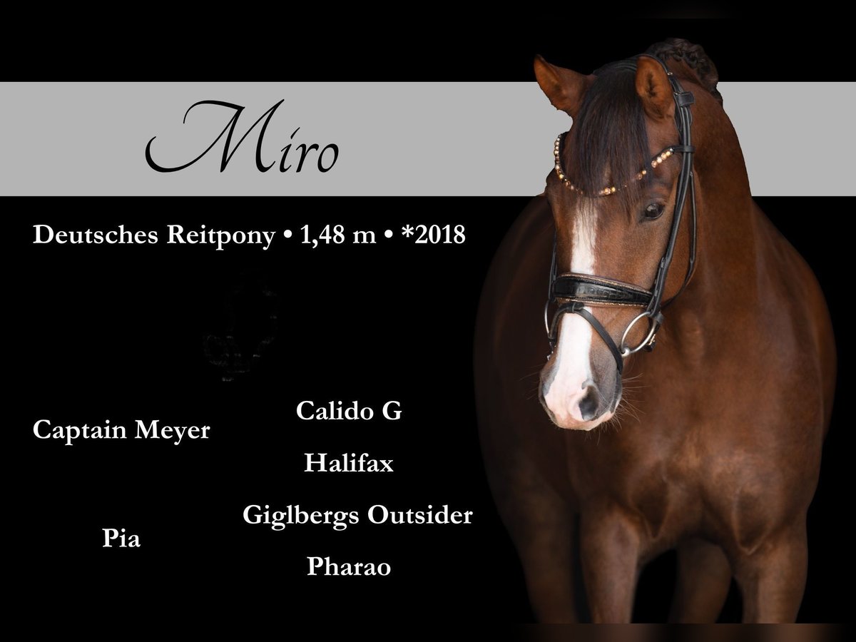 Pony tedesco Castrone 7 Anni 148 cm Sauro scuro in Wehringen
