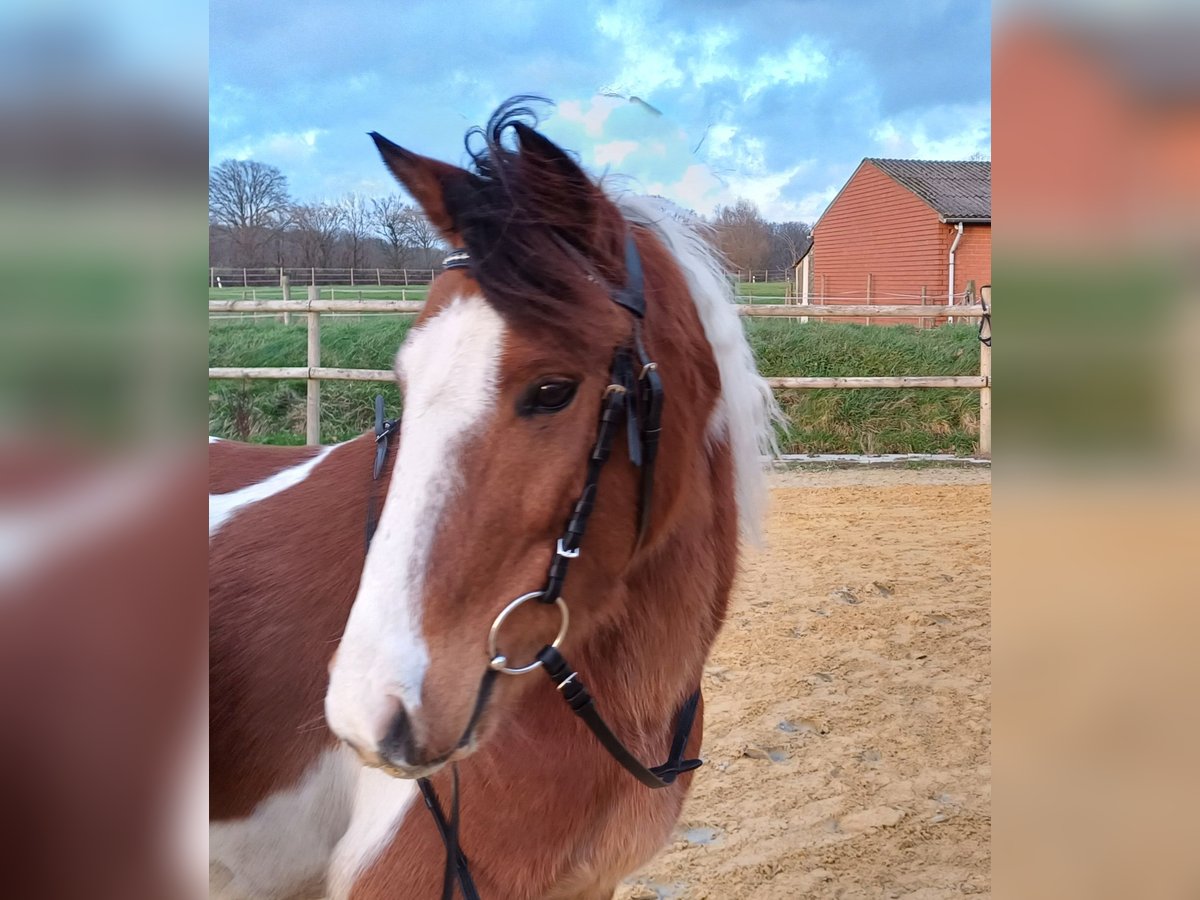 Pony tedesco Mix Castrone 8 Anni 138 cm Pezzato in Ennigerloh