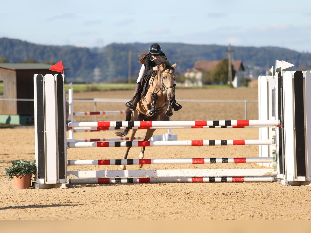 Pony tedesco Castrone 8 Anni 147 cm Falbo in Steinheim am Albuch