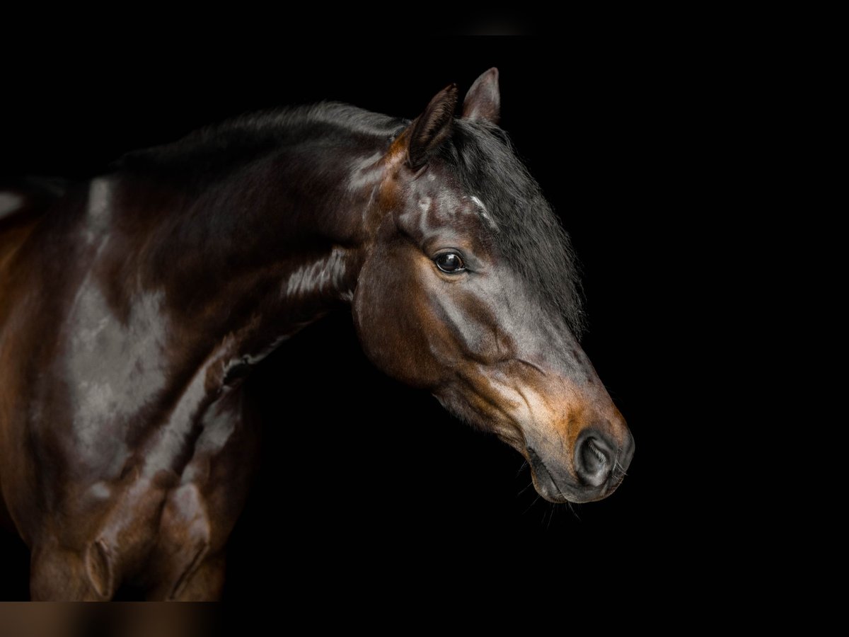 Pony tedesco Castrone 8 Anni 148 cm Baio scuro in Emmerthal